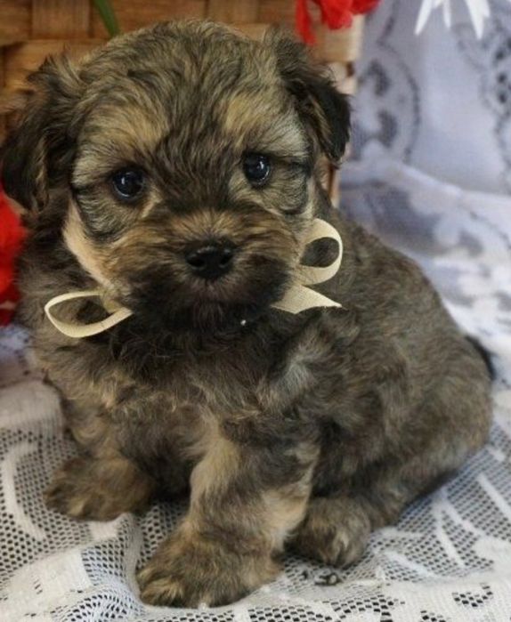 Bichon havanez fetiță