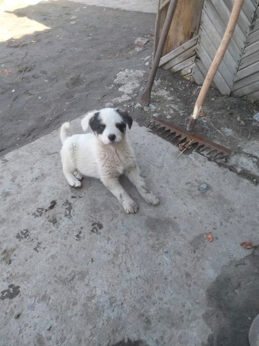 Отдам щенка в добрые руки