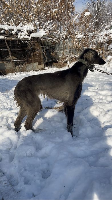 Қазақтың құмай тазысы