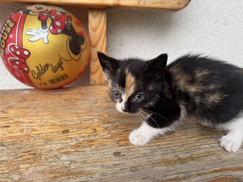 Подарявам котенца