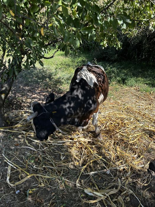 Vand vaca holstein