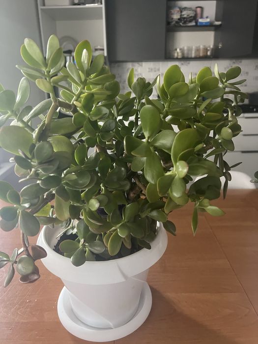 Цветы комнатные большие