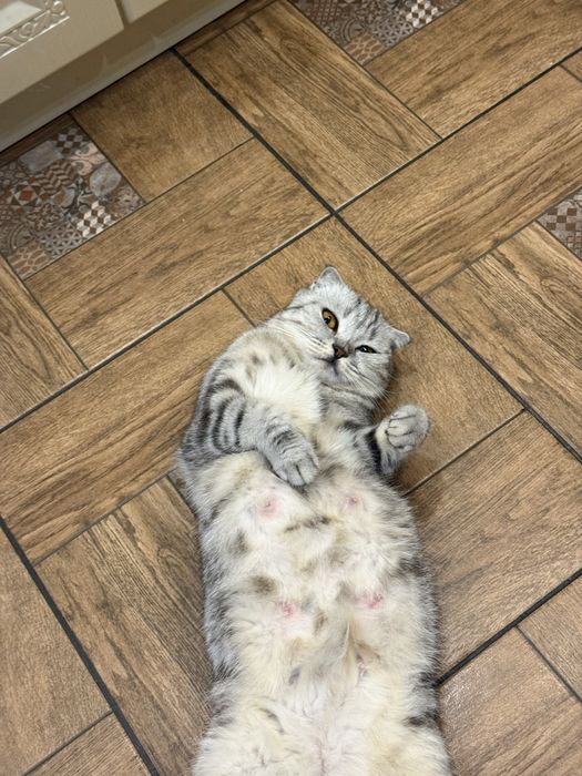 Продам котенка г. Актобе