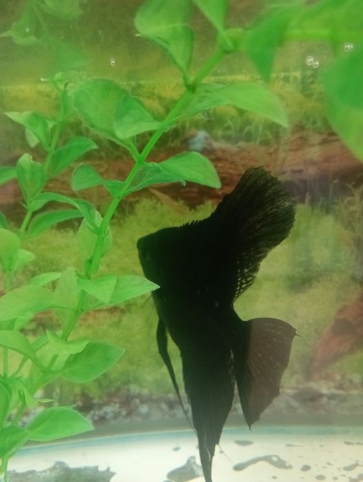 Продам Скалярий большой