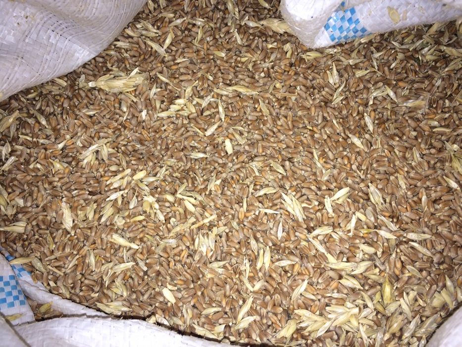 Bugdoy sotiladi.Sifati zõr !!!