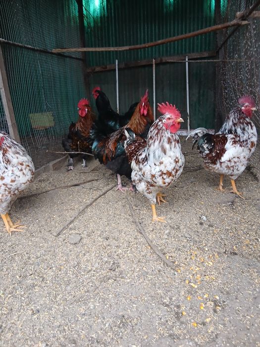 Cocoși de diferite rase