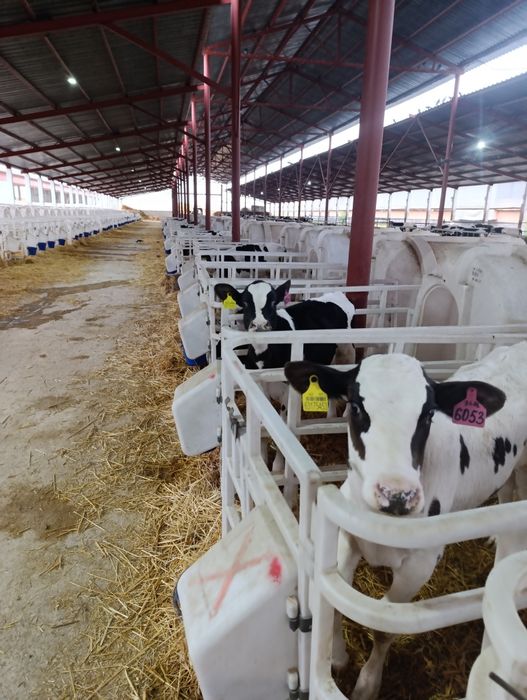 Искуственное осеменение КРС