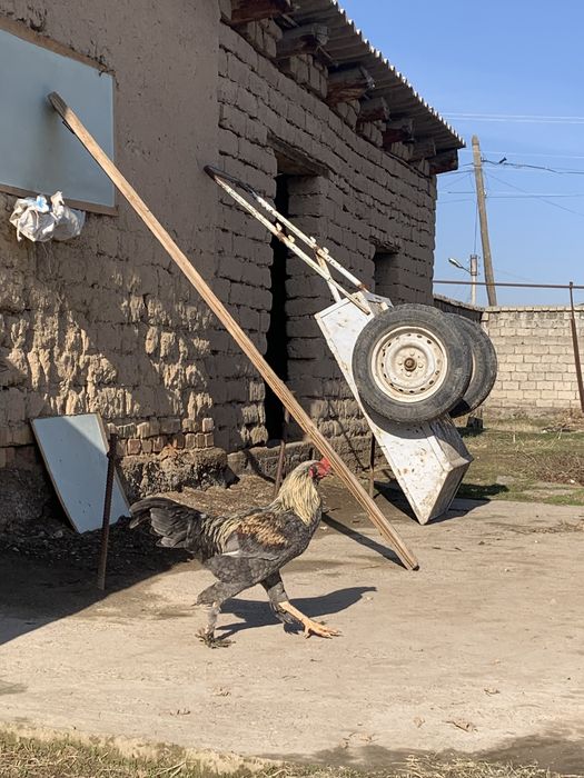 Дакан хороз соглом