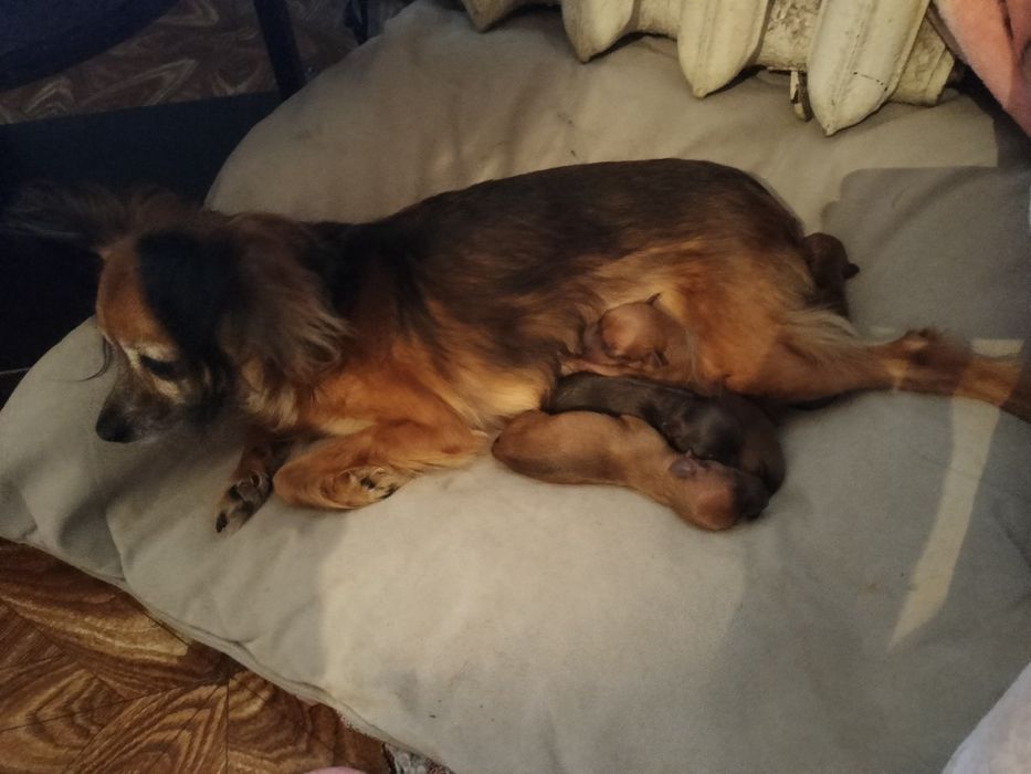 Щенки той терьер