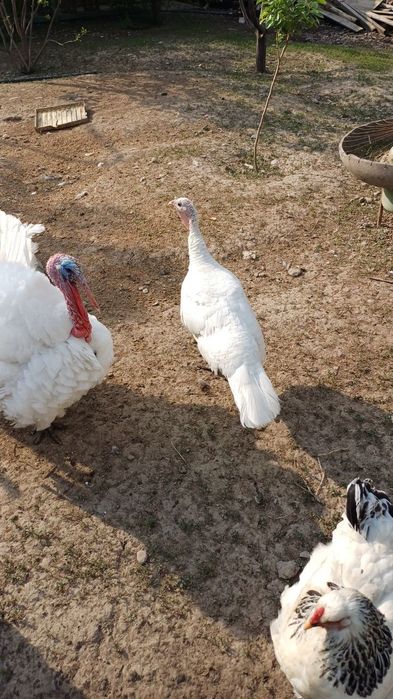 Продается индюшка клушка