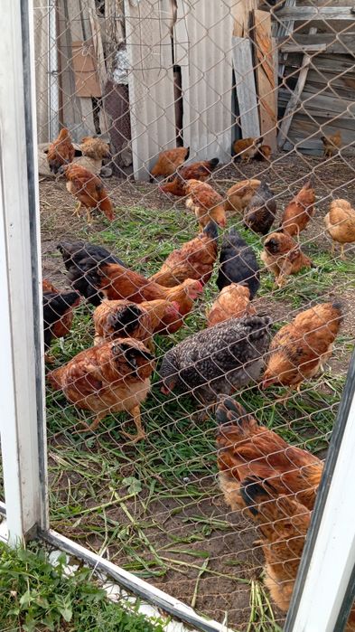 Продам домашних курочек