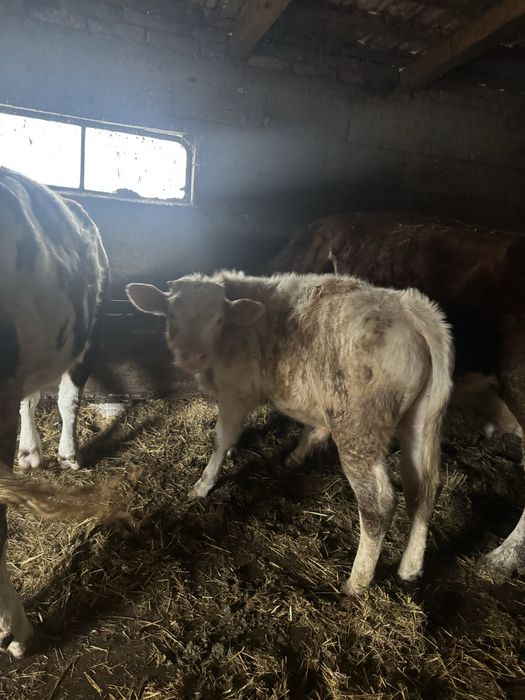 Vand tauras baltat de 3 luni