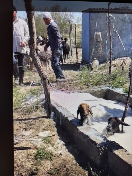 Крестьянское хозяйство