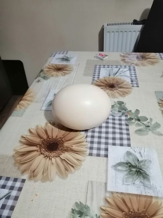 Coji de oua de strut