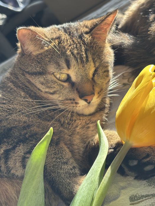 Стерилизованный молодой кот ищет дом