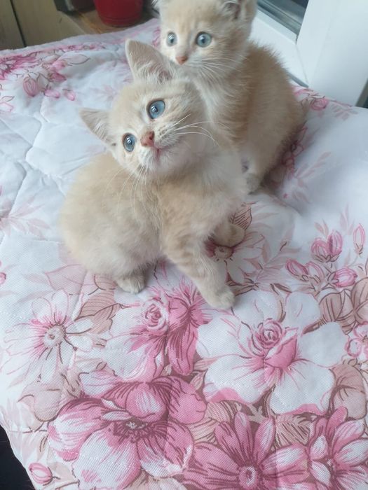Шикарные котятки,мальчики!