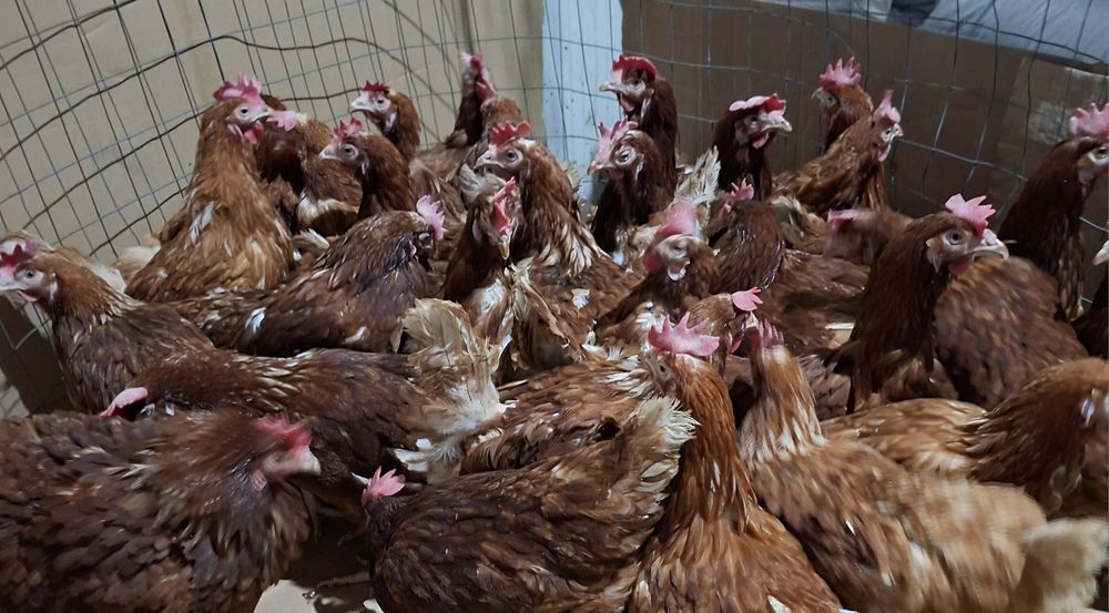 Puicute /gaini ouatoare