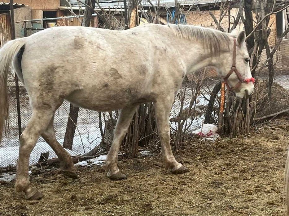 Продам дойную кобылу