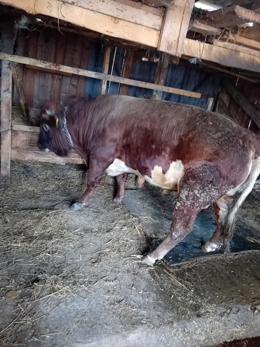 Disponibil taur  foarte mare