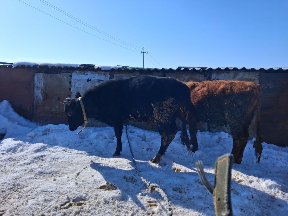 Продам быков 2-х лет