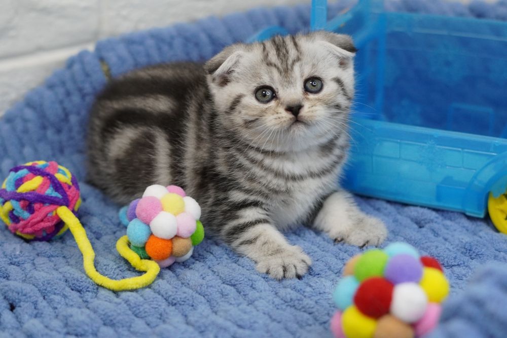 Шотландские котята/' скоттиш СТрайт