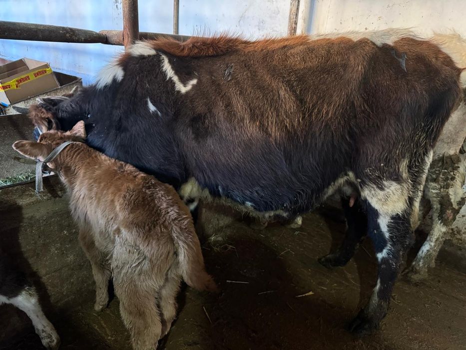 Бірінші тума Сауынды  қашар