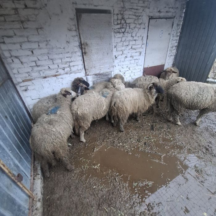 Vând 9 cârlani preț 17 lei kg