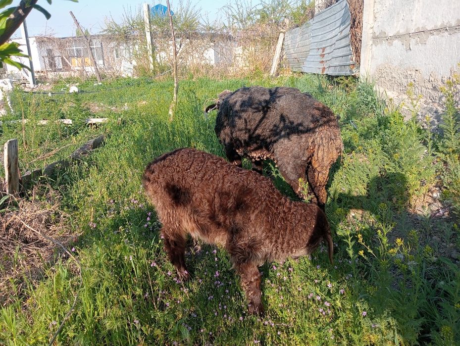 Кой козлы, овца.