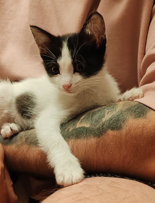 Котенок. Мальчик. 2 мес.