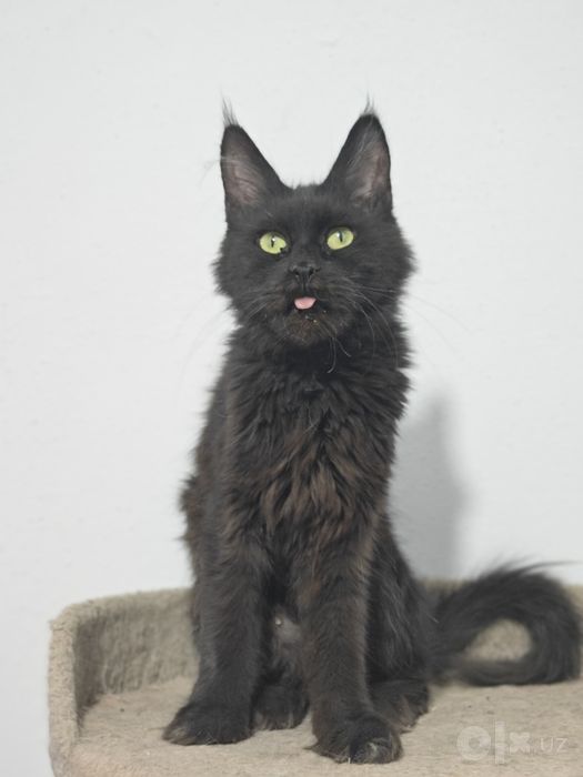 Main coon sotiladi qiz