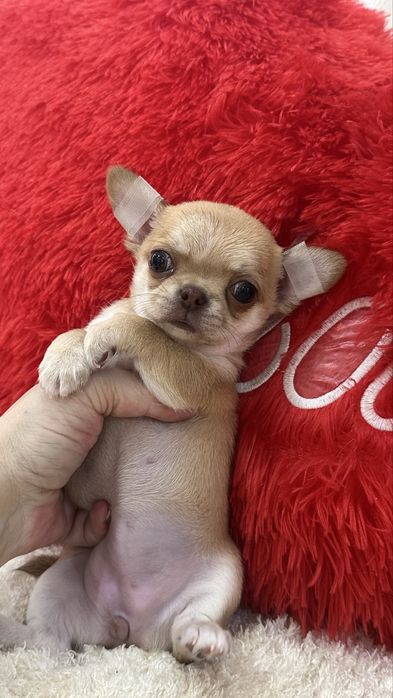 Шикарная девочка чихуахуа кобби