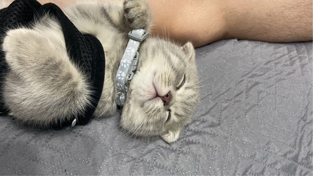 Кот отдам за шакаладку
