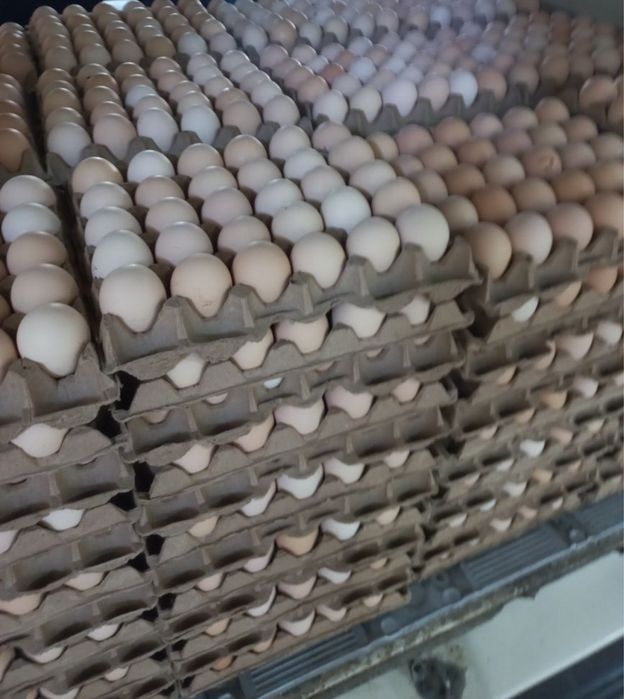 Tuxum sotiladi arzon narxlarda