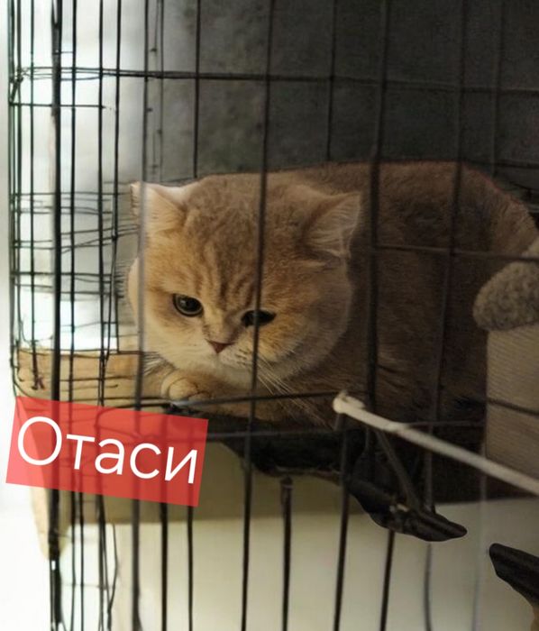 Стало дешевле...Фолд ва страйт мушукчалар, fold i strayt. Страйти худд