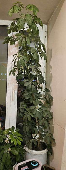 Комнатное растение Шеффлера  1,65 м