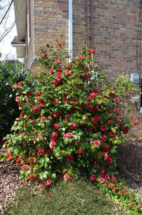 Camelia Japonica