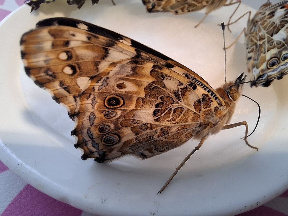 Ouă de fluturi (Vanessa cardui / Painted Lady)