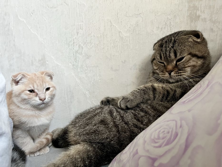 Вязка вислоухого кота