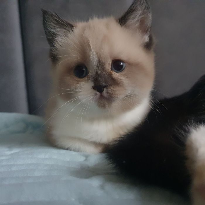 Skotish fold Skotish strayt