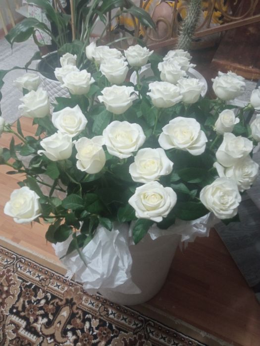 Свежие Розы 51 шт