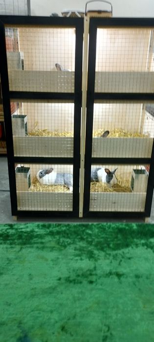 Кролики продажа  Узбекистан