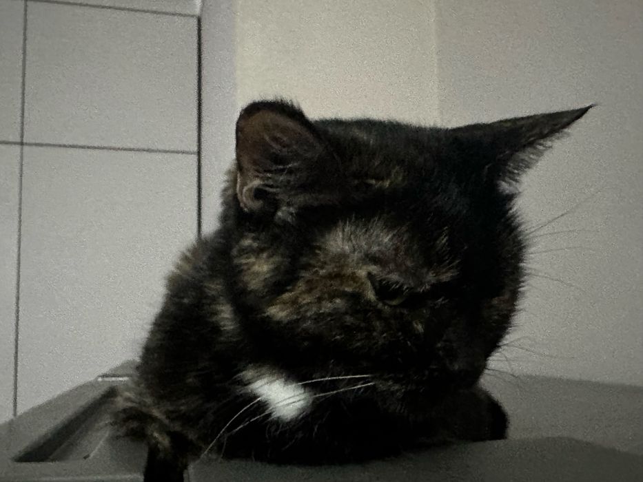 Отдам кошечку в добрые руки