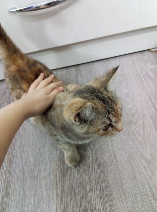 Отдам кошечку в добрые руки