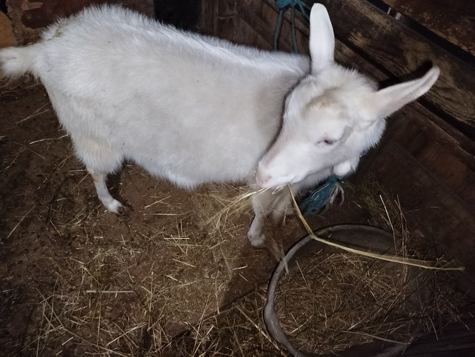 Обмен- кошкар кой