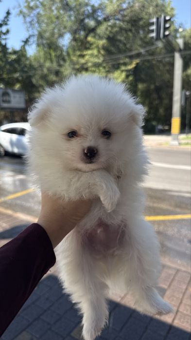 Шпиц немецкий щенки