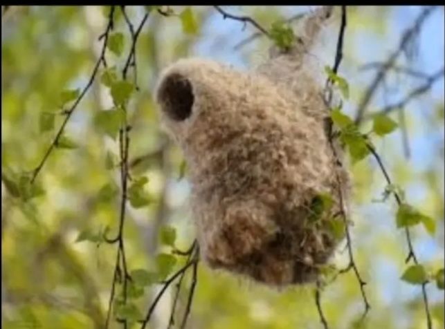 Құрқылтайдың ұясы 4000тг