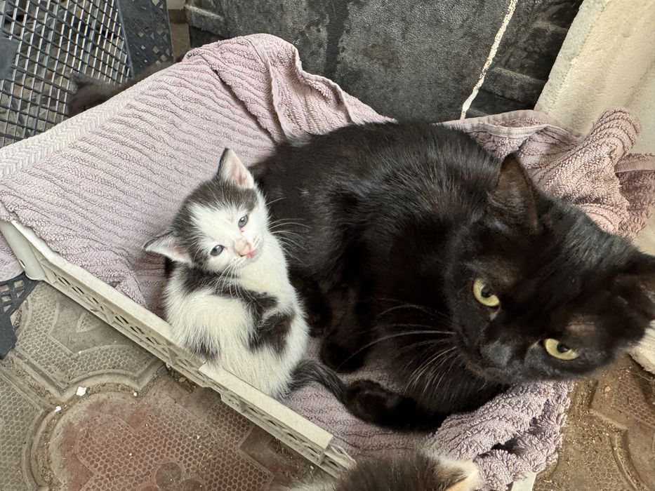 Отдам котят в добрые руки