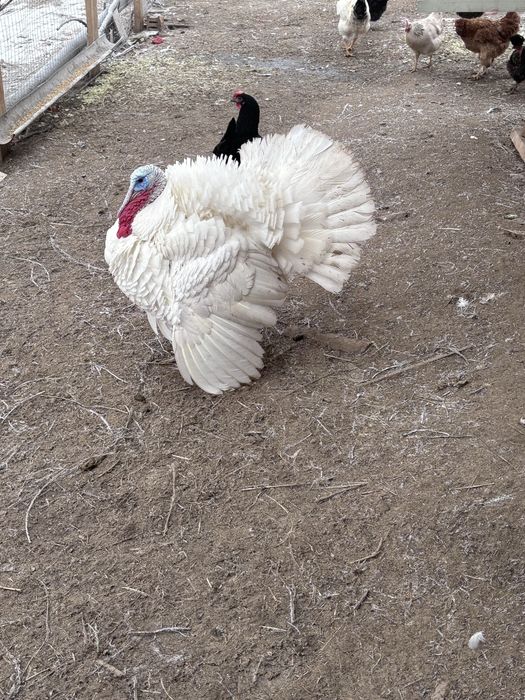 Продам молодых индюков