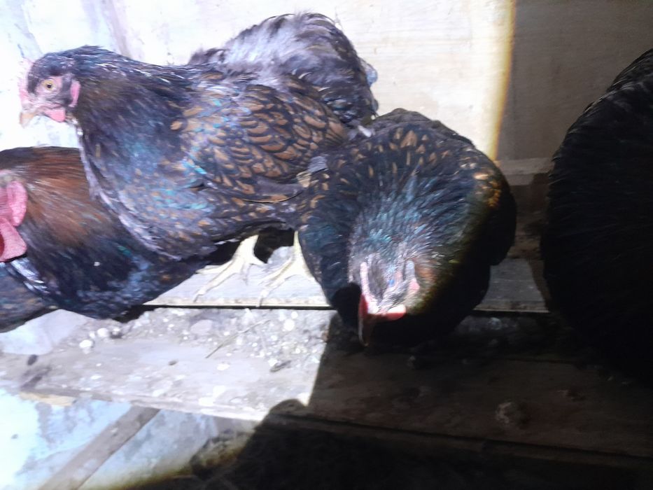 Инкубационное яицо