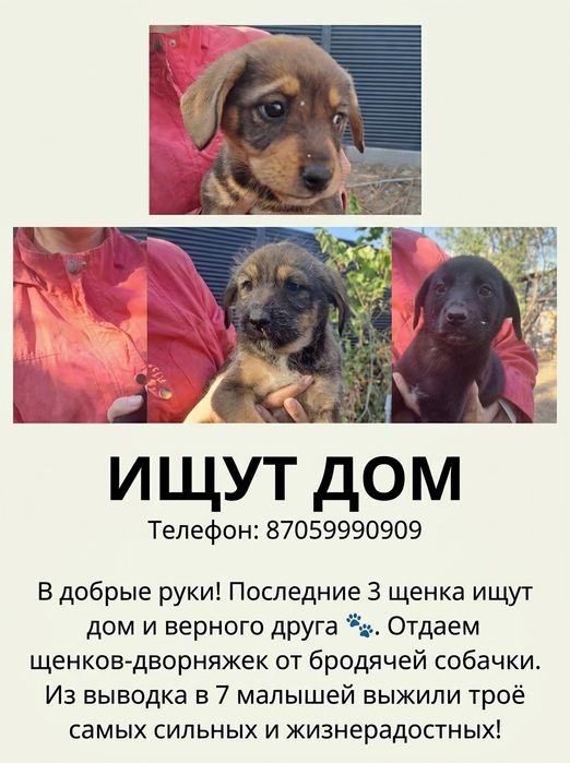 Щенки дворняжки девочки